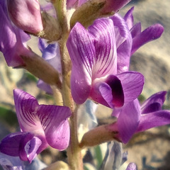 Astragalus lentiginosus borreganus