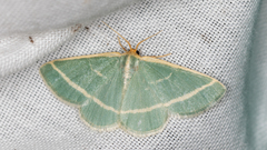 Mixocera latilineata