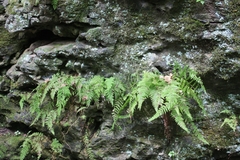 Cystopteris bulbifera