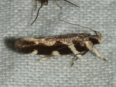 Macrobathra bigerella