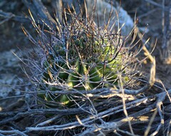 Echinopsis leucantha
