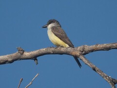 Tyrannus crassirostris