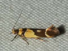Macrobathra chrysotoxa