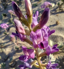 Astragalus lentiginosus borreganus