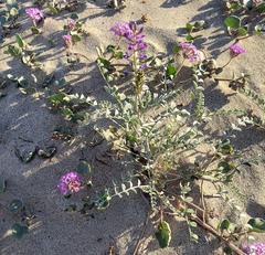 Astragalus lentiginosus borreganus