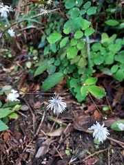 Thalictrum urbainii