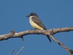 Tyrannus crassirostris