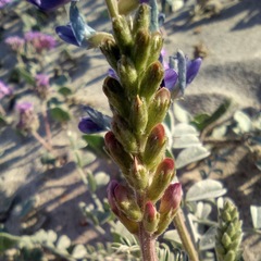 Astragalus lentiginosus borreganus