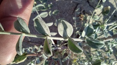Astragalus lentiginosus borreganus