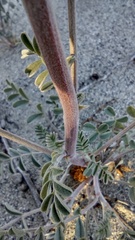 Astragalus lentiginosus borreganus