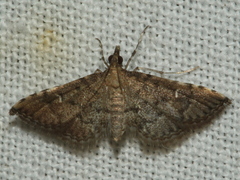 Metasia capnochroa