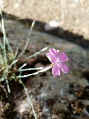 Dianthus lusitanus