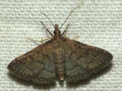 Metasia dicealis