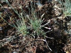 Dianthus lusitanus