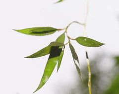 Dendrobium pugioniforme