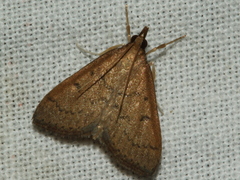 Metasia typhodes