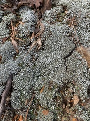 Cladonia subcariosa