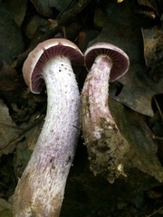 Laccaria ochropurpurea image