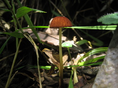 Marasmius berteroi