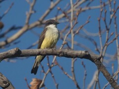 Tyrannus crassirostris