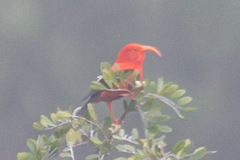 Drepanis coccinea