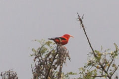 Drepanis coccinea
