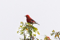 Himatione sanguinea