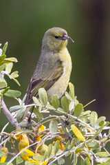 Chlorodrepanis virens wilsoni