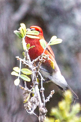 Himatione sanguinea