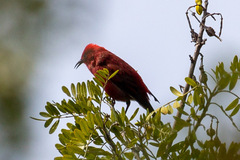 Himatione sanguinea