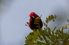 Himatione sanguinea