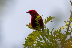 Himatione sanguinea