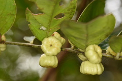 Glochidion lanceolarium