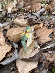 Erythronium americanum