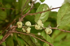 Glochidion lanceolarium