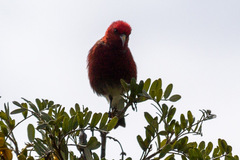 Himatione sanguinea