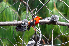 Drepanis coccinea