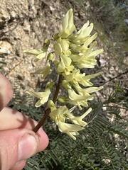Astragalus trichopodus antisellii