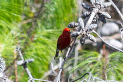 Himatione sanguinea