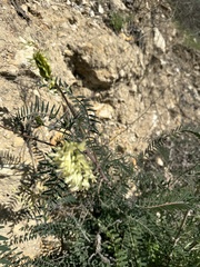 Astragalus trichopodus antisellii
