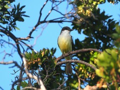 Tyrannus crassirostris