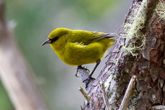 Chlorodrepanis virens wilsoni