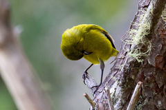 Chlorodrepanis virens wilsoni