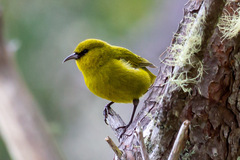 Chlorodrepanis virens wilsoni