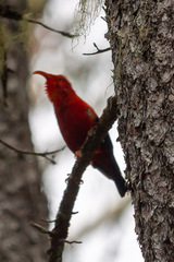 Drepanis coccinea