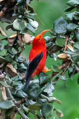 Drepanis coccinea
