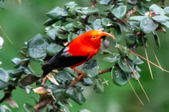 Drepanis coccinea