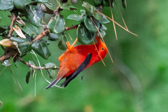 Drepanis coccinea