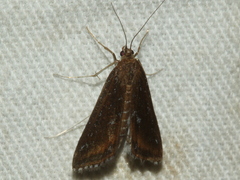 Parapoynx tullialis