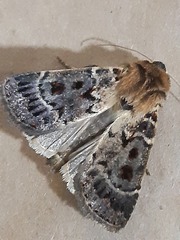 Proteuxoa sanguinipuncta